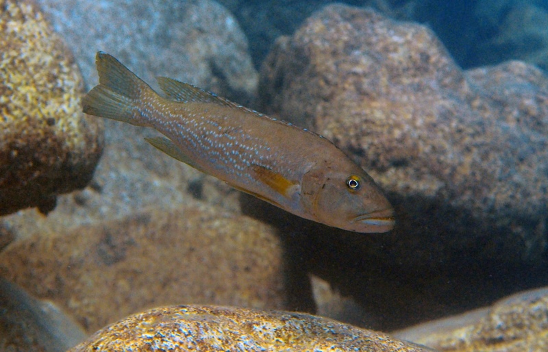 Lepidiolamprologus profundicola 'Ifala'